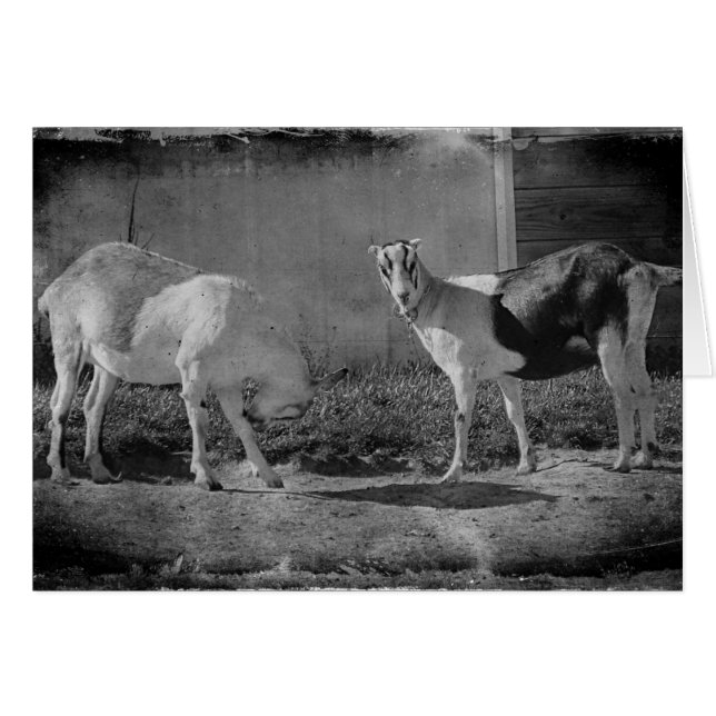 Cabras lecheras en blanco y negro (Anverso (Horizontal))