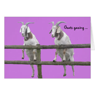 Cabras mirando sobre la cerca en violeta