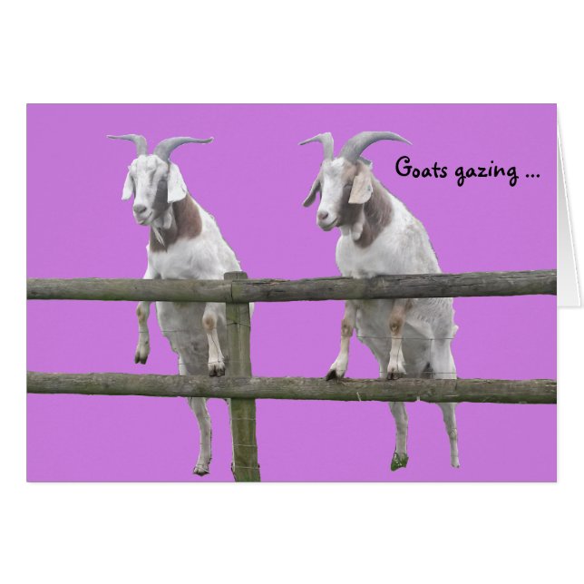 Cabras mirando sobre la cerca en violeta (Anverso (Horizontal))