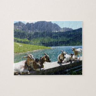 Cabras removiendo el rompecabezas del sol