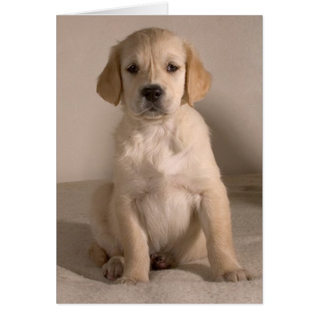 Cachorrito. Tarjeta por cARTerART (Frente)