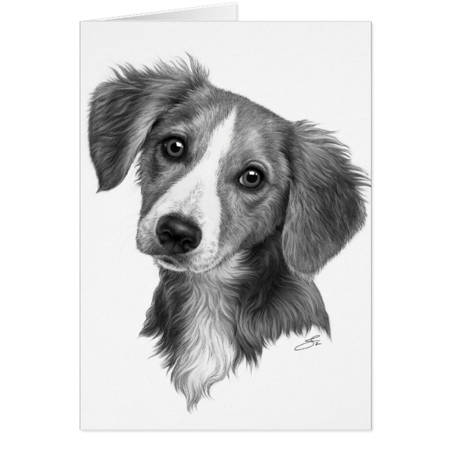 ¡Cachorro! (Frente)