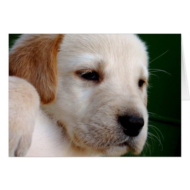 Cachorro amarillo (Anverso (Horizontal))