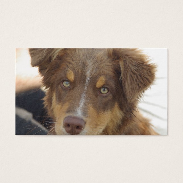 cachorro aussie rojo tri (Frente)