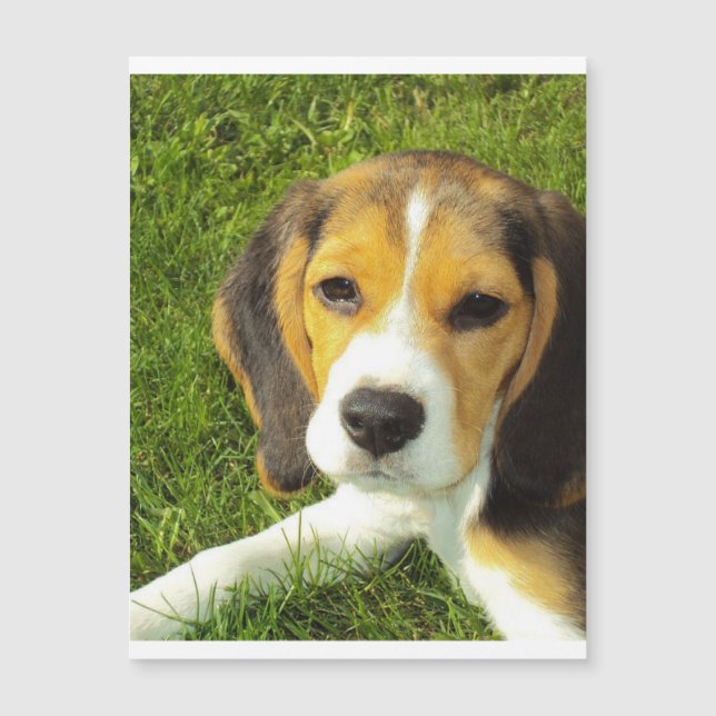 cachorro beagle.png (Anverso)