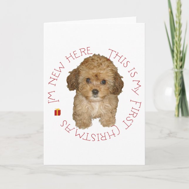 Cachorro Cavachon Primera Navidad (Anverso)