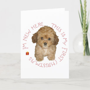 Cachorro Cavachon Primera Navidad