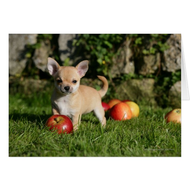 Cachorro chihuahua con manzanas (Anverso (Horizontal))