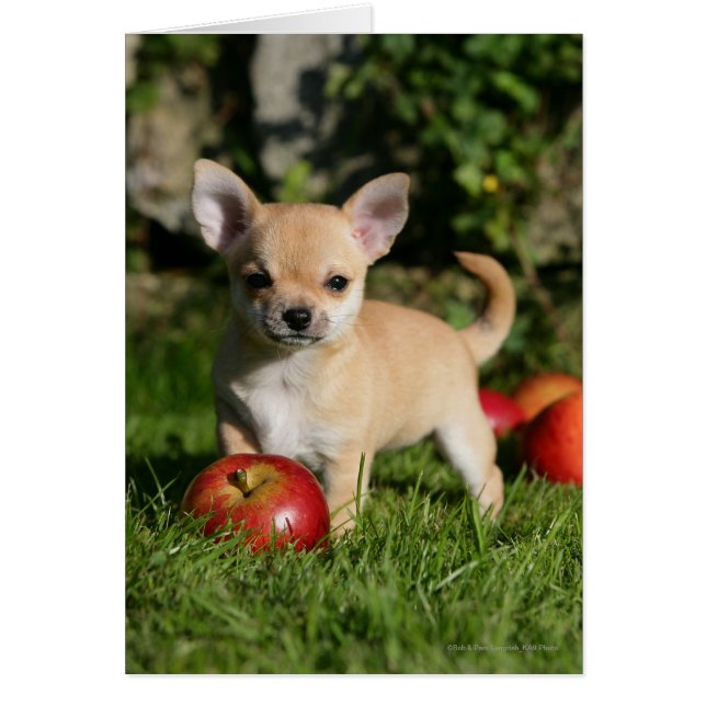 Cachorro chihuahua con manzanas (Frente)