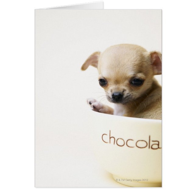 cachorro chihuahua en el tazón (recortado) (Frente)