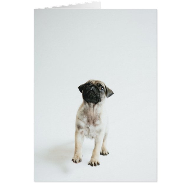 Cachorro cutáneo (Frente)