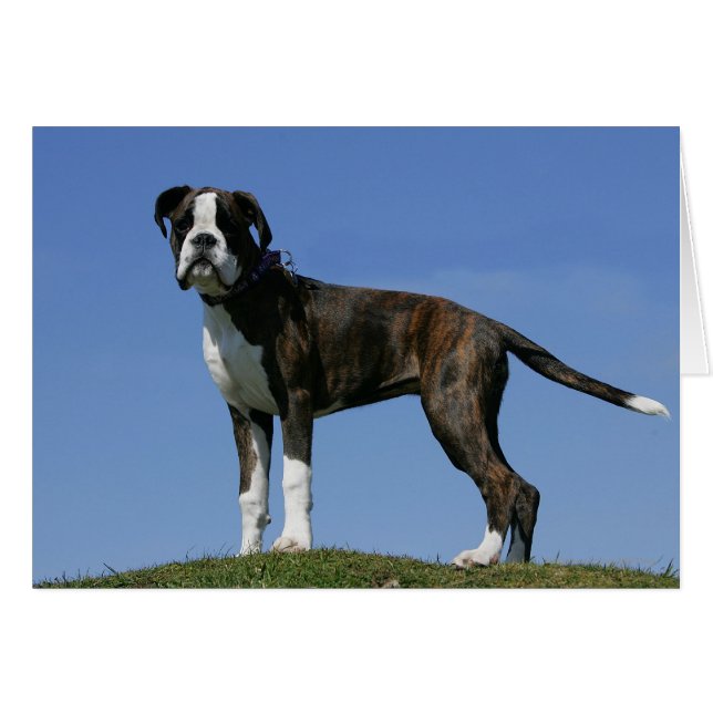 Cachorro de 3 meses (Anverso (Horizontal))