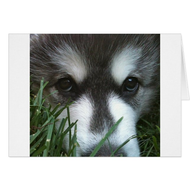 Cachorro de Alaskan Malamute (Anverso (Horizontal))