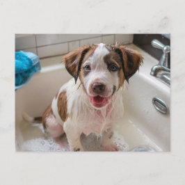 Cachorro de bathtime en postal de Sink