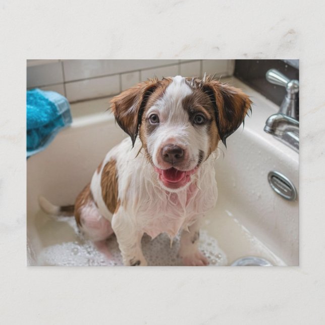 Cachorro de bathtime en postal de Sink (Anverso)