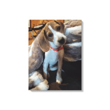 Cachorro de beagle cúrcuma con lienzo de manta pel