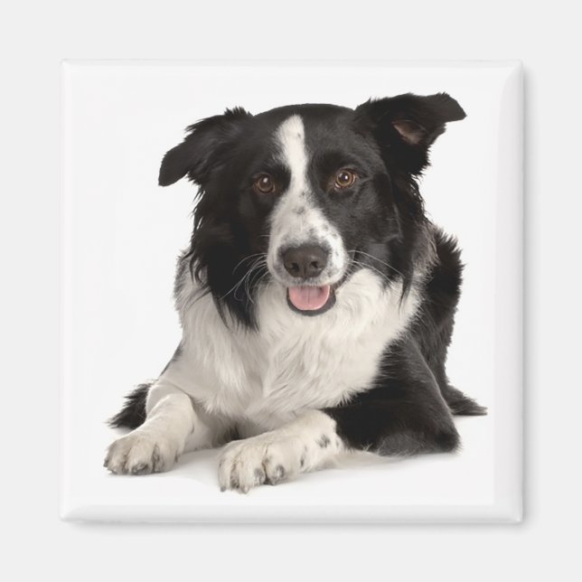 Cachorro de Border Collie Negro y Blanco Imán (Frente)