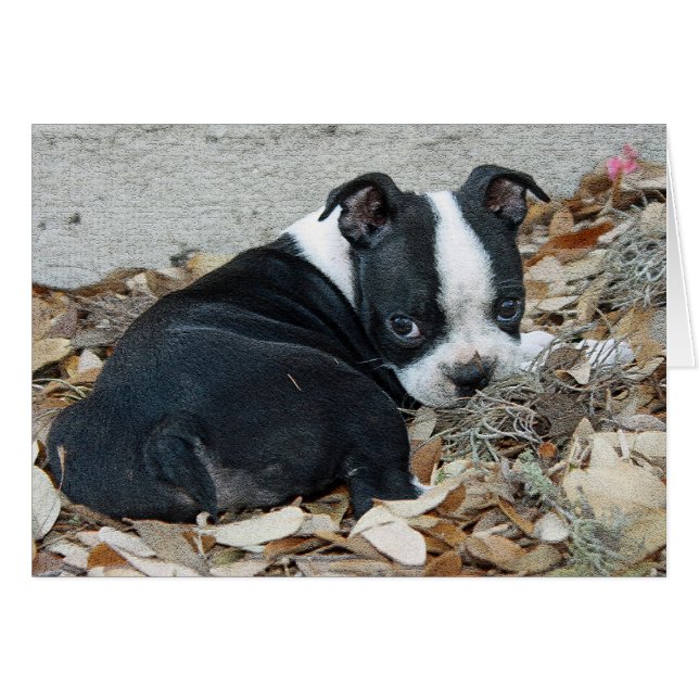 Cachorro de Boston Terrier (Anverso (Horizontal))