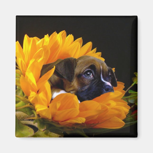 Cachorro de boxeo en imán cuadrado de girasol (Frente)