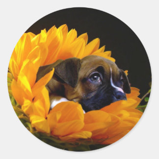 Cachorro de boxeo en pegatinas de girasol