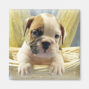 Cachorro de bulldog en el imán de la canasta