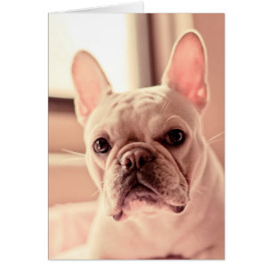 Cachorro de Bulldog francés
