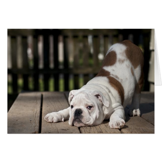 Cachorro de Bulldog inglés (Anverso (Horizontal))