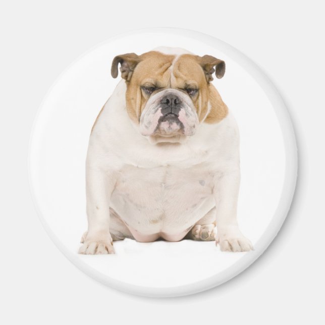 Cachorro de Bulldog Inglés Imán (Frente)