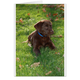 Cachorro de Chocolate Lab