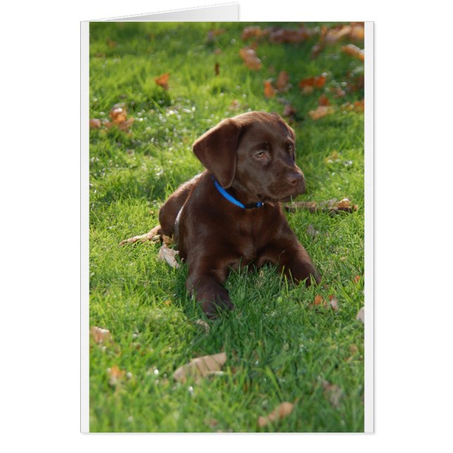 Cachorro de Chocolate Lab (Frente)