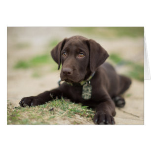 Cachorro de Chocolate Lab