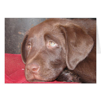 Cachorro de chocolate Labrador
