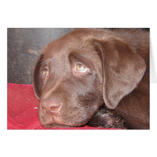 Cachorro de chocolate Labrador (Anverso (Horizontal))