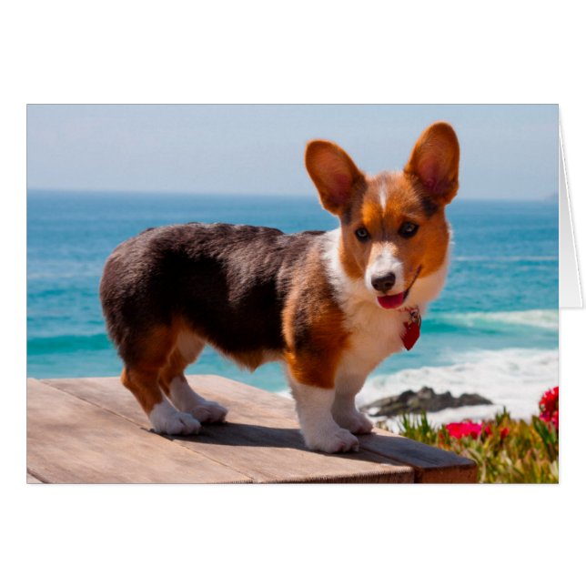 cachorro de Corgi galés de Pembroke de pie en una  (Anverso (Horizontal))