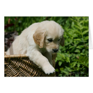Cachorro de Golden Retriever en la cesta