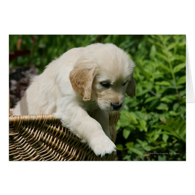 Cachorro de Golden Retriever en la cesta (Anverso (Horizontal))