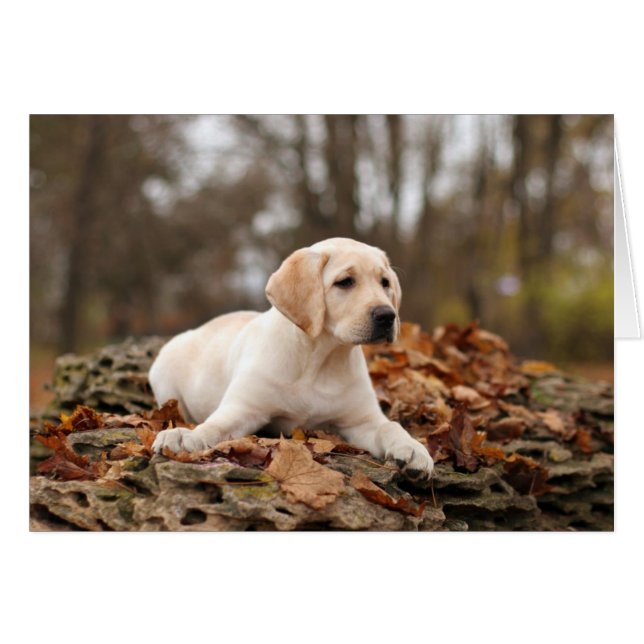 Cachorro De Labrador Amarillo En Otoño (Anverso (Horizontal))