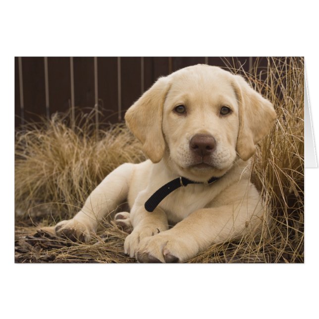 cachorro de Labrador Retriever (Anverso (Horizontal))