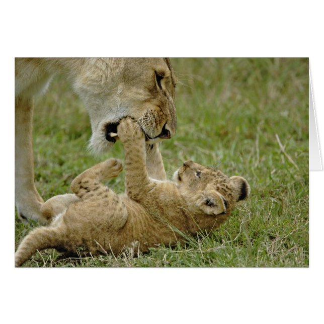 Cachorro de León Jugando (Anverso (Horizontal))
