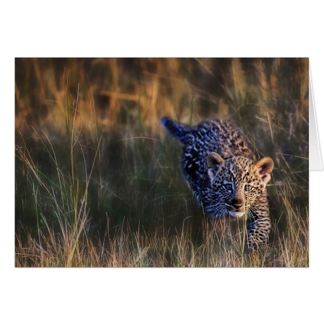 Cachorro de leopardo Panthera Pardus (Anverso (Horizontal))
