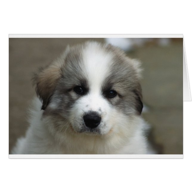 Cachorro de los grandes Pirineos (Anverso (Horizontal))