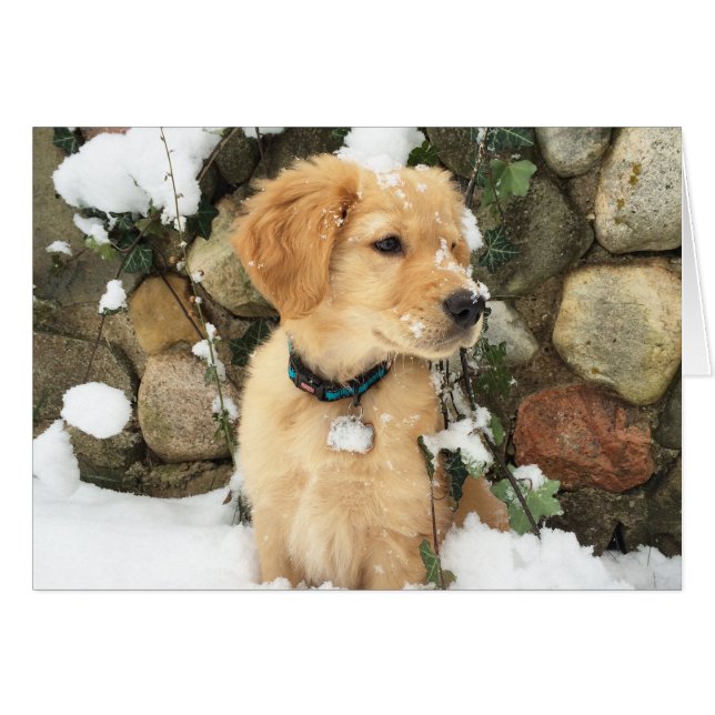 Cachorro de nieve (Anverso (Horizontal))
