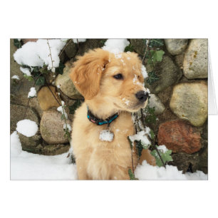 Cachorro de nieve