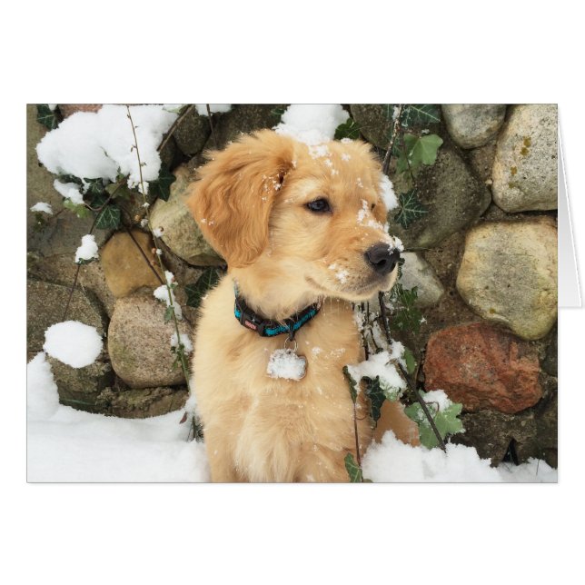 Cachorro de nieve (Anverso (Horizontal))