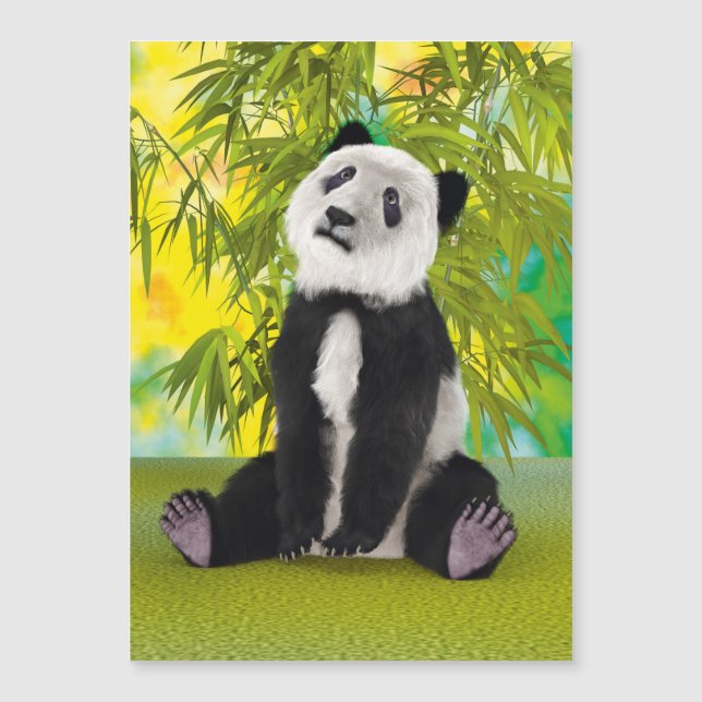 Cachorro de oso panda (Anverso)