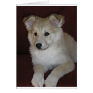 cachorro de oveja de shetland