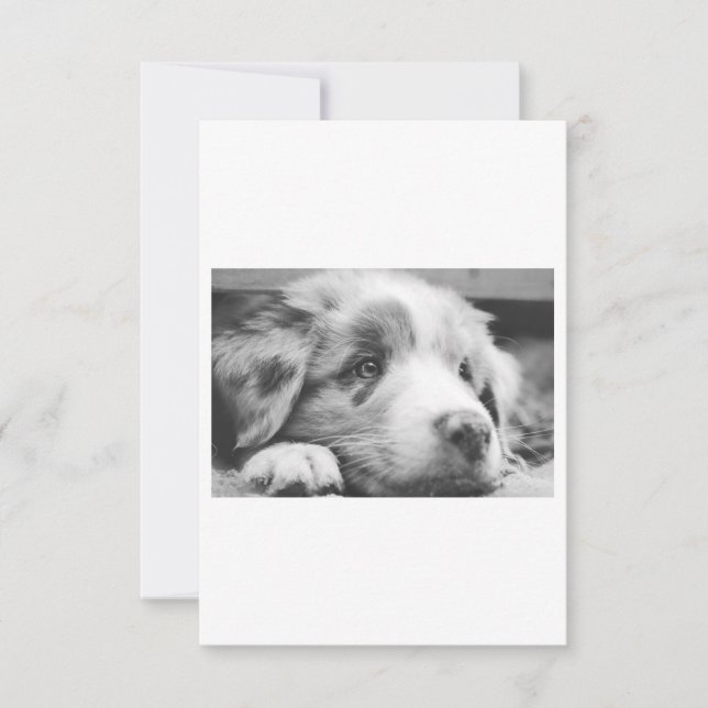 cachorro de pastor australiano (Anverso)