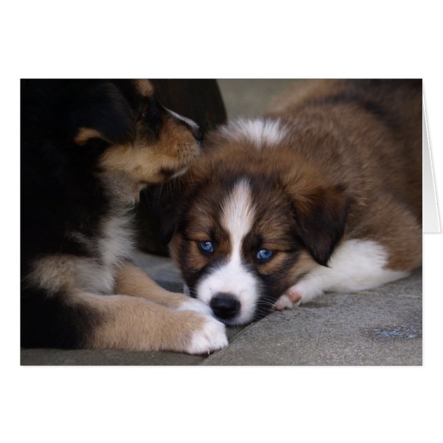 Cachorro de pastor australiano supercariñoso (Anverso (Horizontal))