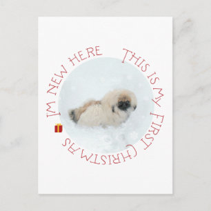 Cachorro de Pekín Primera Navidad