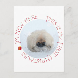 Cachorro de Pekín Primera Navidad